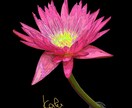商用利用可,植物や花のイラスト描きます 様々な植物に対応します！一度ご相談ください！！！ イメージ3