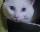 白猫の私が『飼い主』を使い、責任を持って占います 世界初猫のタロット占い師が貴方の悩みに答えます。 イメージ1