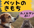 ペットのきもちルノルマンカードで占います その子の本音や運勢、やってあげると喜ぶこともお伝えします♪ イメージ1