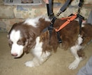 小型の老犬・障害犬の介護ハーネスを製作します 立ち上がり補助や歩行介助の初期から、終末期ケアまで使えます イメージ5