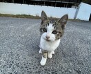 猫ちゃんの可愛い写真を送ります。ます 猫ちゃんだけじゃなくて牛さんの写真や季節の写真を送ります。 イメージ8