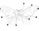 優しい彫り師がtattooデザインを描いてます 彫り師の方に相談する前に頭の中のデザインを起こします イメージ6