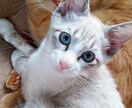 可愛い猫の写真よろしくおねがいします 可愛い猫の写真ですよろしくお願い致します イメージ4