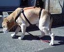 大型の老犬・障害犬の介護ハーネスを製作します 立ち上がり補助や歩行介助の初期から、終末期ケアまで使えます イメージ4