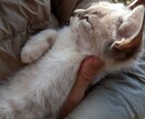 あなたの大切なペットの名前考えます 提案された中から、みんなで楽しく選んでみませんか？ イメージ3