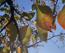 風景、花の画像提供します 風景、花、日常の写真提供します。 イメージ2