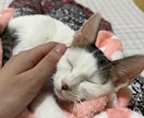 犬猫の介護・闘病がつらい方へ。話聞きます 大変な時、つらい時にそっと寄り添います。犬猫の介護経験あり。 イメージ5