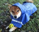 柴犬の写真撮ります 散歩行けば「イケメンだね」と声をかけられる4歳のオスです イメージ3