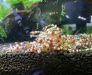 熱帯魚や海水魚 水草水槽の作成維持等教えます 美しい水草水槽や飼育全般に関して イメージ8