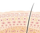 お肌の内部を描きます 化粧品の効果説明や皮膚の作りをわかりやすくお伝えします イメージ3