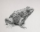 プロが世界に一枚のリアルなペット鉛筆画を描きます 昆虫・魚類・両生類・爬虫類・鳥類・哺乳類まで全対応します イメージ8