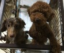 愛犬のしつけに「きびだんご」究極のおやつレシピ紹介致します。 イメージ3