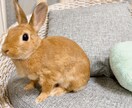愛うさぎと仲良くなる方法を教えます 問題行動が少なく、表情豊かになります イメージ10