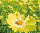 あなたの個性発掘します あなたの「生まれ持った性質」と「今の心の状態」 イメージ1