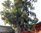 復縁成就◇霊媒師が彼の本音を読み、縁を導きます 「復縁したい、でもどうすれば」霊視にて未来をお答えいたします イメージ1