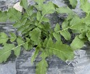 家庭菜園の花壇作りから有機栽培のアドバイスします 新米有機栽培農家ですが、皆さんで庭に「ボタジェ」をりましょう イメージ6