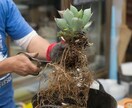 あなたの観葉植物の管理方法をお伝えします 業界歴14年‼ 管理は家の環境それぞれで違うの知ってます？？ イメージ3