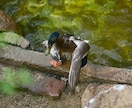 写真データ販売致します 鳥など自然を撮っております。色々な写真があります。 イメージ6