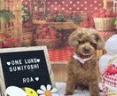 愛犬の写真・動画で癒しをお届けします 疲れているあなたへわんちゃんの癒しをお届けします(資格保有) イメージ2