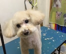 わんちゃんのトリミングでお悩みの方へアドバイスします(●´ー｀●) イメージ1
