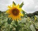何でも聞きます 心理を学んでいる学生がなんでも聞きます イメージ1