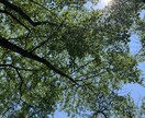 HSP等の心の疲れ聴き取ります 日常生活で疲れてる方にHSPならではの対応で接します！ イメージ2