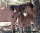 アリゾナから馬のファミリーの写真をお届けします☆彡 イメージ1