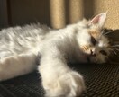 移住と生活のこと一緒に考えます りんご栽培にも挑戦中！農業のお話も！ イメージ2