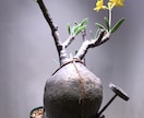 塊根植物のはじめかたをお伝えします 塊根植物(パキプスなど)を育てるための第一歩をサポートします イメージ4