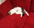 猫ちゃんの写真・動画売ります 白いチンチラの猫とブチのスコティッシュ猫 イメージ7