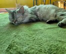 猫ちゃんに関する悩みや相談のります ・猫ちゃんの飼い方・多頭飼育の方法・初めて猫ちゃんを飼う イメージ7