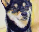 ペットのイラストを描きます もふもふ感を大切に。もふもふでない仔も、それなりに。 イメージ1