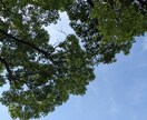 心が落ち着かない人へ。会話で心をすっきりさせます 心のモヤモヤは言葉で晴れます、少しでも力になれたら嬉しいです イメージ7