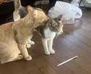 猫の飼い方を教えます 猫を飼って数年今では五匹の猫を飼っています イメージ4