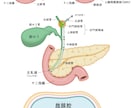 分かりやすい！カラダのイラスト作成します WEB・書籍に！わかりやすいカラダのイラスト作成します イメージ3