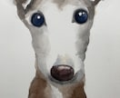 大切な愛犬の似顔絵を描きます 水彩画で色鮮やかな似顔絵を描きます！ イメージ4