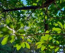 沖縄県総合運動公園の風景の写真を販売します 逆光に透過された葉の美、沖縄らしい植物等の写真 イメージ7