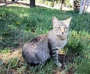アリゾナから猫ちゃん7匹の写真をお届けします☆彡 イメージ3