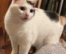 お電話苦手な方、トークルームでお話し聞きます 電話が苦手な方！LINE感覚でお話し聞きます！何でもOK！ イメージ1