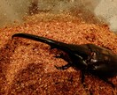 ヘラクレスオオカブトの飼育方法を教えます 幼虫から成虫への飼育方法、伴走型でサポートいたします。 イメージ3