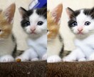 ペットのお写真綺麗に加工いたします ご家族との記念写真や遺影、リビングに飾るお写真にどうぞ イメージ3