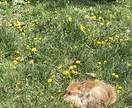 100%貴方のお話を聞きます 完全聞き役です。聞いてくれるだけでいい！と言う方のみ。 イメージ3