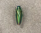 昆虫標本作ります 亡くなった昆虫、標本にしませんか？ イメージ2