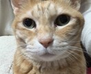 大切なペットちゃんの気持ちをお伝えします 【30分通話】ペットの気持ちをリアルタイムで通訳します。 イメージ1