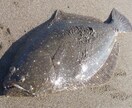 釣り歴40年が魚釣り（初級～中級）の相談にのります テンヤ、ボートエギング、フカセ、ヤエン、投げ釣りの仕掛け イメージ4