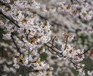 都内の桜スポット素材を提供します 都内で撮影した桜の映像を提供します。 イメージ4