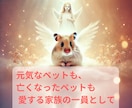 ペットと飼い主様の心の絆を深めます 霊感霊視×七占術でペットと飼い主様の心に癒しを！ イメージ5