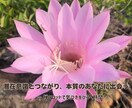 禅タロットで【不登校ママ】の心を軽くします ♡経験者だからこそ、あなたにそっと寄り添います♡ イメージ2
