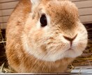 看護師がお話聴きますよ！お悩み解決します お話しを聴くのは誰よりも得意です イメージ1