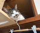 大切な家族を水彩画にします リアルで温かいペット水彩画あなたの大切な家族を丁寧に描きます イメージ4